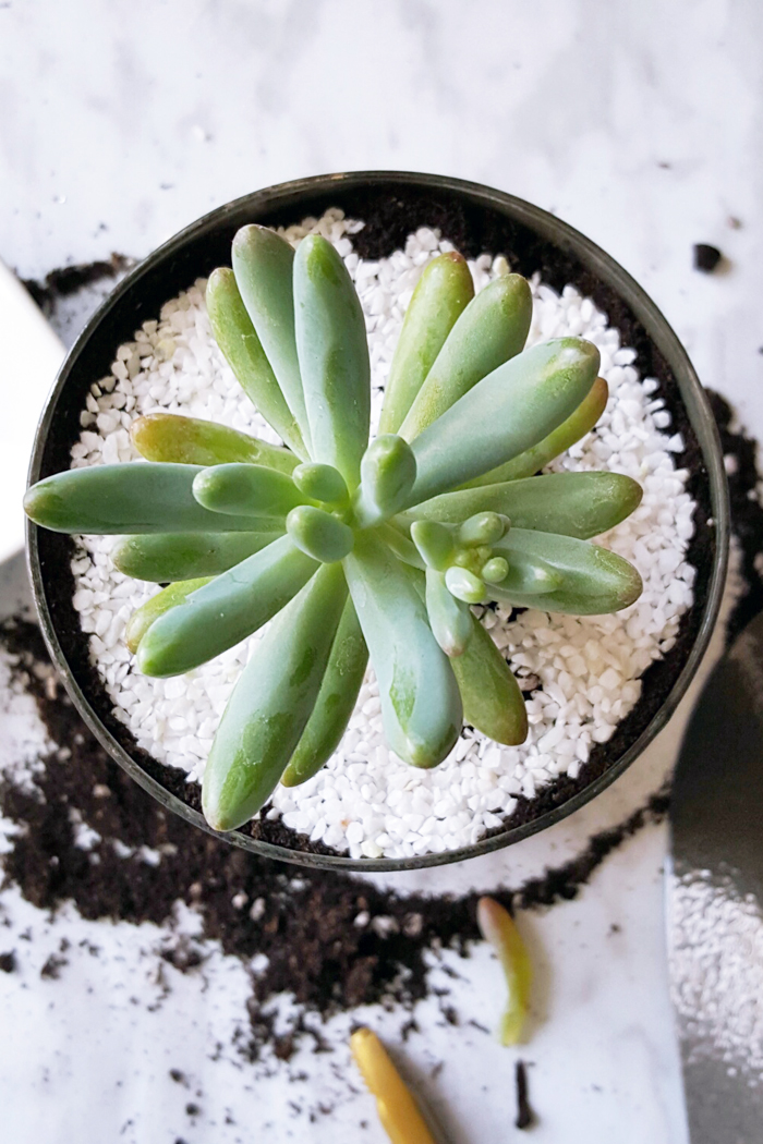 DIY Mini Succulent Planter